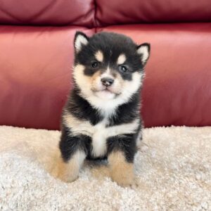 Tonya (Shiba Inu Puppy)