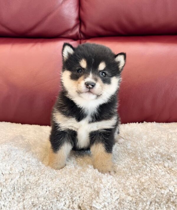 Tonya (Shiba Inu Puppy)