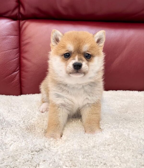 Fredo (Shiba Inu Puppy) - Image 2