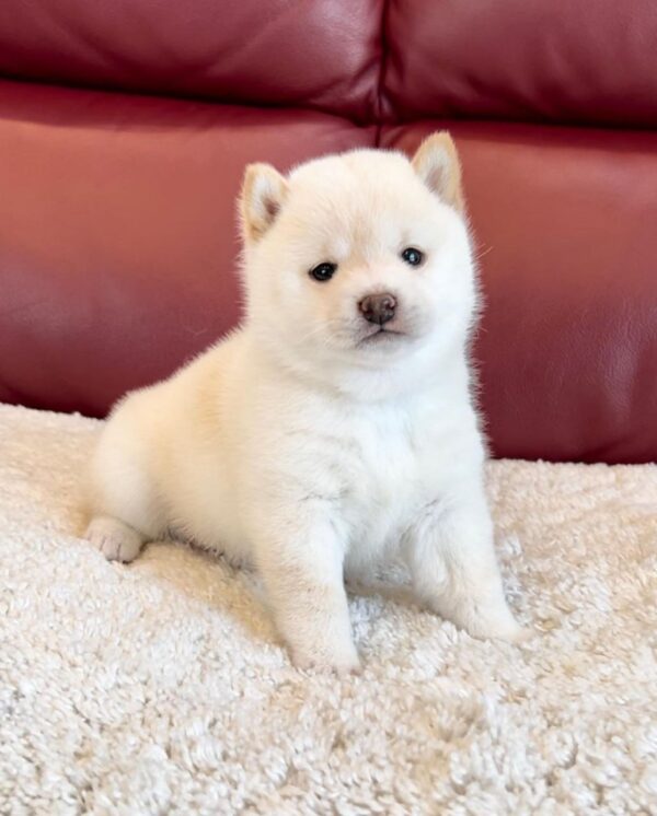Kenny (Shiba Inu Puppy) - Image 2