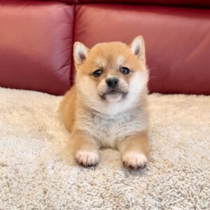 Tommy (Shiba Inu Puppy)
