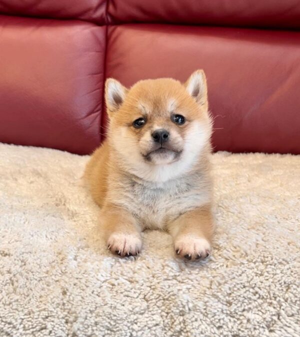 Tommy (Shiba Inu Puppy)