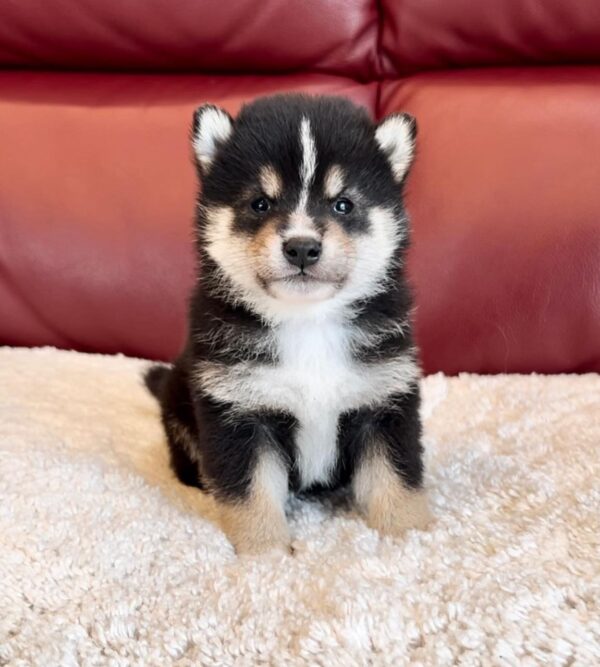 Maverick (Shiba Inu Puppy) - Image 2