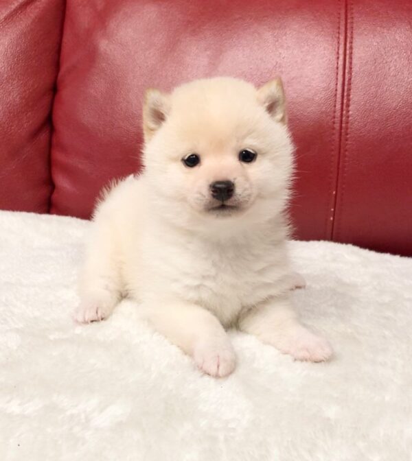 Kenny (Shiba Inu Puppy) - Image 3