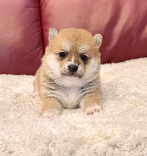 Tasha (Shiba Inu Puppy) - Image 2