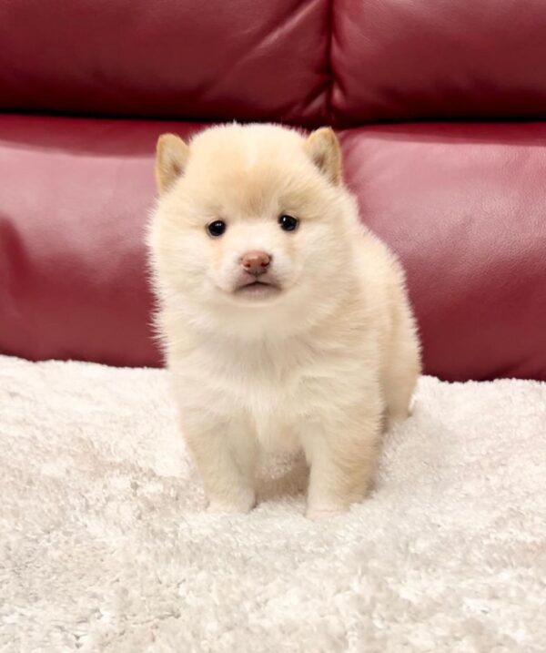 Tracy (Shiba Inu Puppy) - Image 2