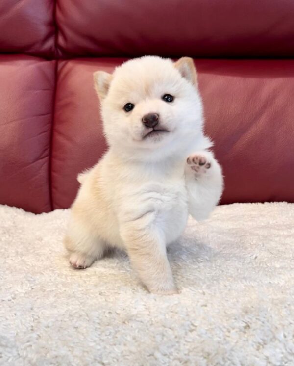 Kiki (Shiba Inu Puppy) - Image 2