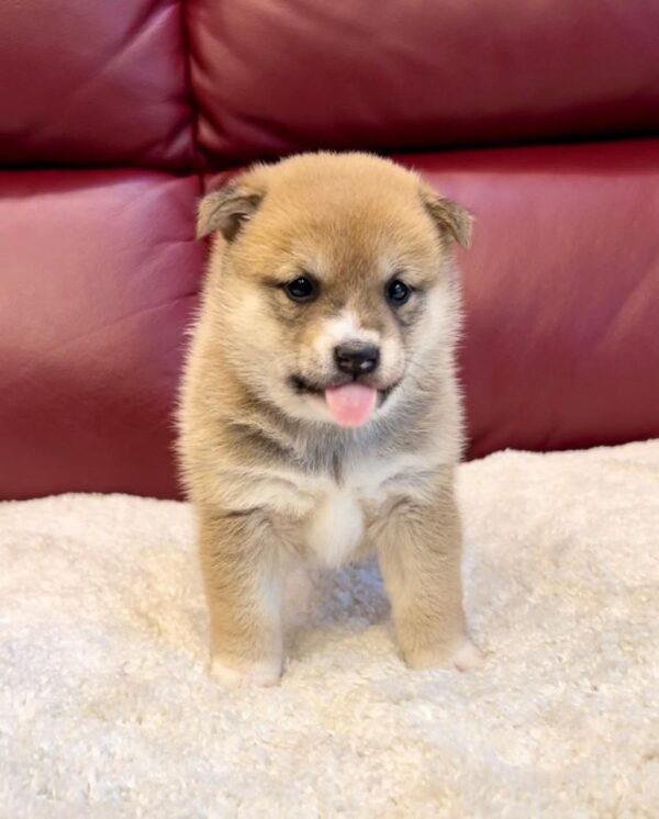Annette (Shiba Inu Puppy) - Image 2