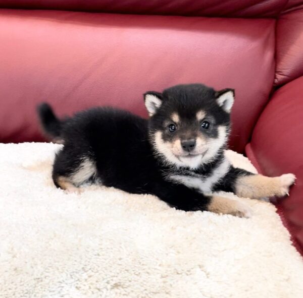 Taylor (Shiba Inu Puppy) - Image 2