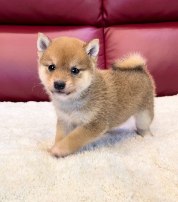 Tucker (Shiba Inu Puppy) - Image 2
