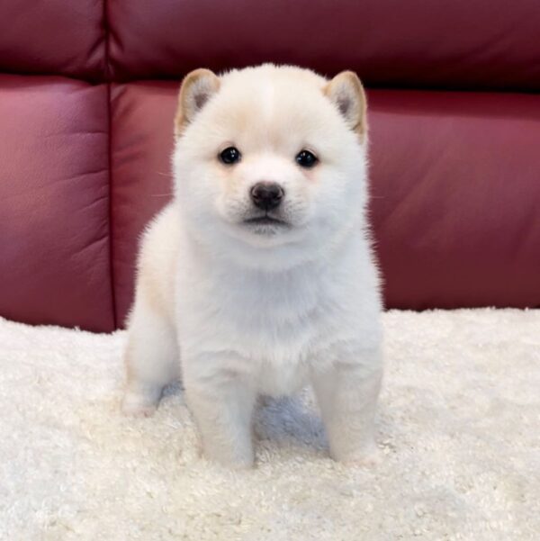 Kopper (Shiba Inu Puppy) - Image 2