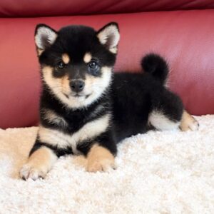 Taylor (Shiba Inu Puppy)