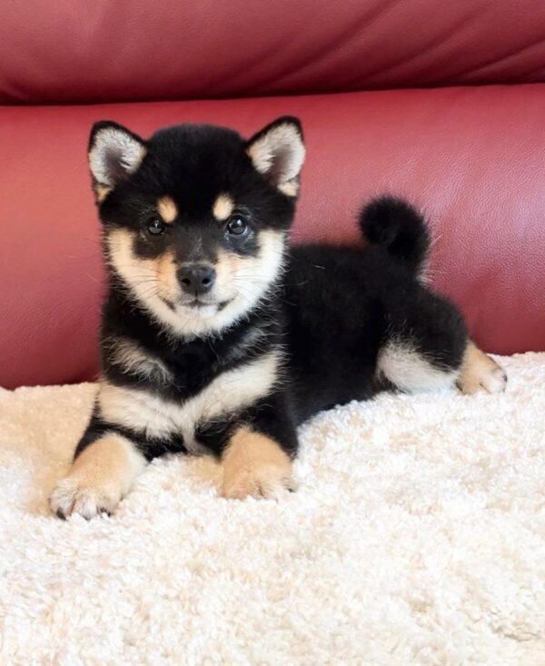 Taylor (Shiba Inu Puppy)