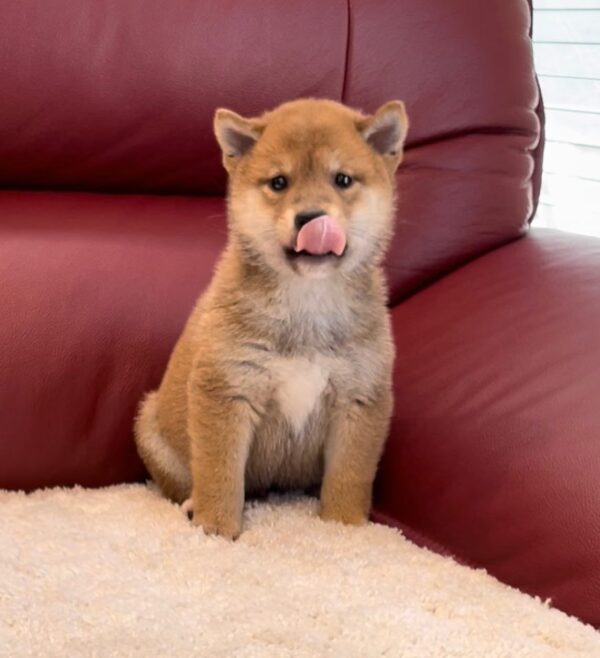 Mitzy (Shiba Inu Puppy) - Image 2