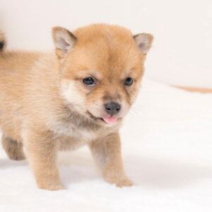 Rocky(Shiba Inu Puppy)