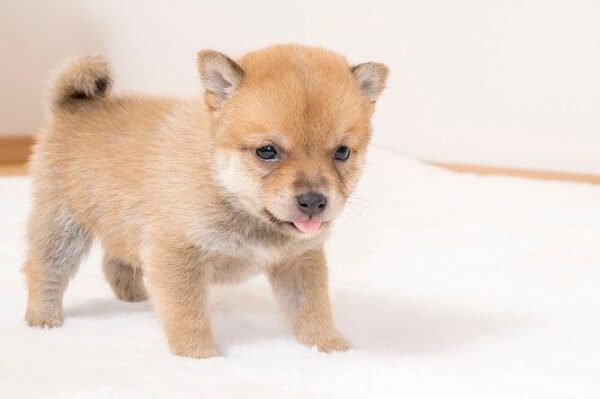 Rocky(Shiba Inu Puppy)