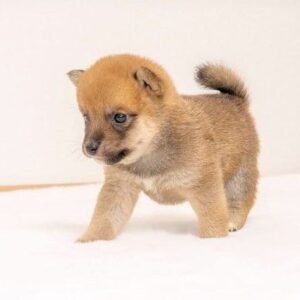 Zayne (Shiba Inu Puppy)