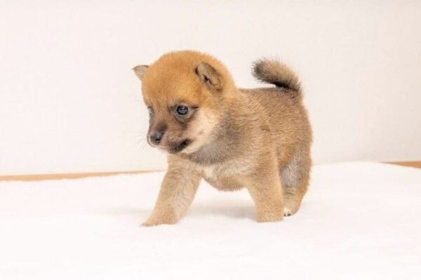 Zayne (Shiba Inu Puppy)