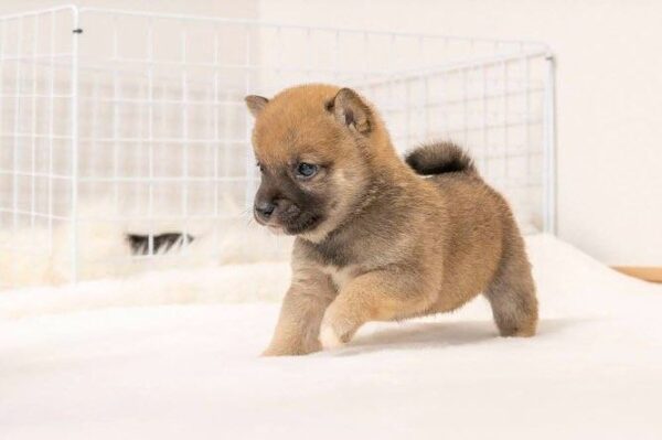Max (Shiba Inu Puppy) - Image 2