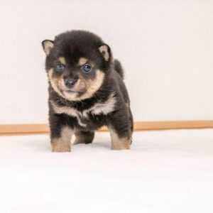 Cap (Shiba Inu Puppy)