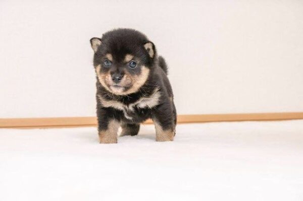Cap (Shiba Inu Puppy)