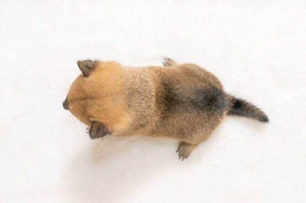 Hazel (Shiba Inu Puppy) - Image 2