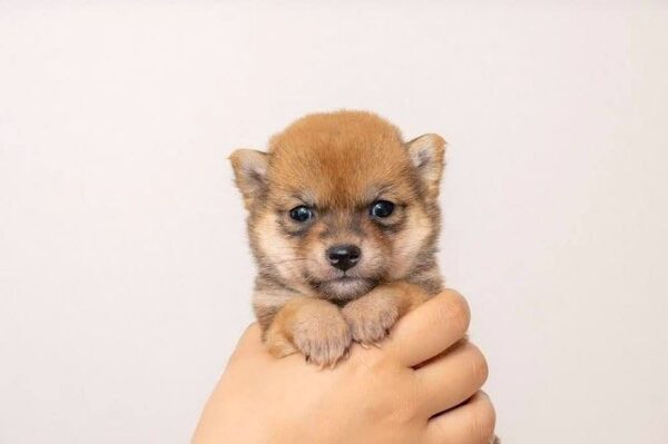 Victor (Shiba Inu Puppy) - Image 2