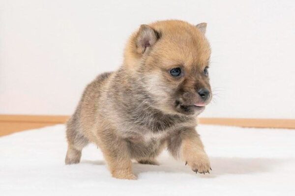 Fudge (Shiba Inu Puppy) - Image 2