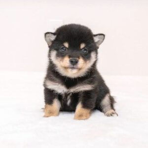 Stitch (Shiba Inu Puppy)