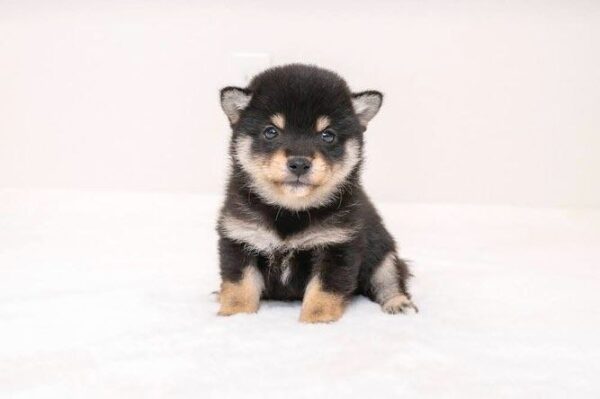 Stitch (Shiba Inu Puppy)