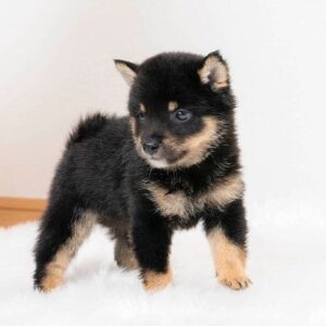 Jaden (Shiba Inu Puppy)