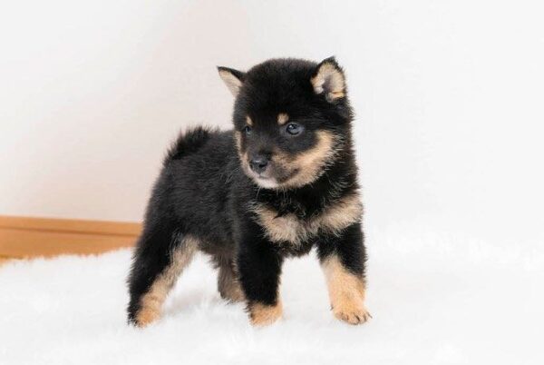 Jaden (Shiba Inu Puppy)