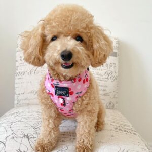 Ike (Toy Poodle Puppy)