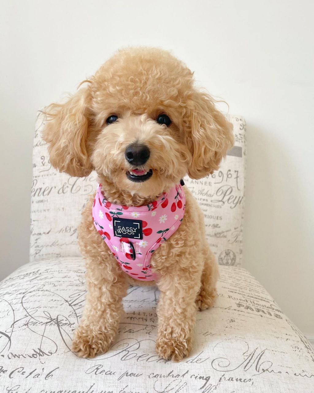 Ike (Toy Poodle Puppy)