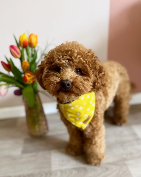 Daisi (Toy Poodle Puppies) - Image 2
