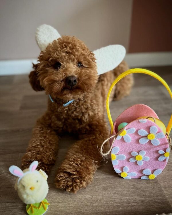 Flash (Toy poodle puppy) - Image 2