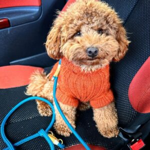 Rubble (Toy Poodle Puppy)