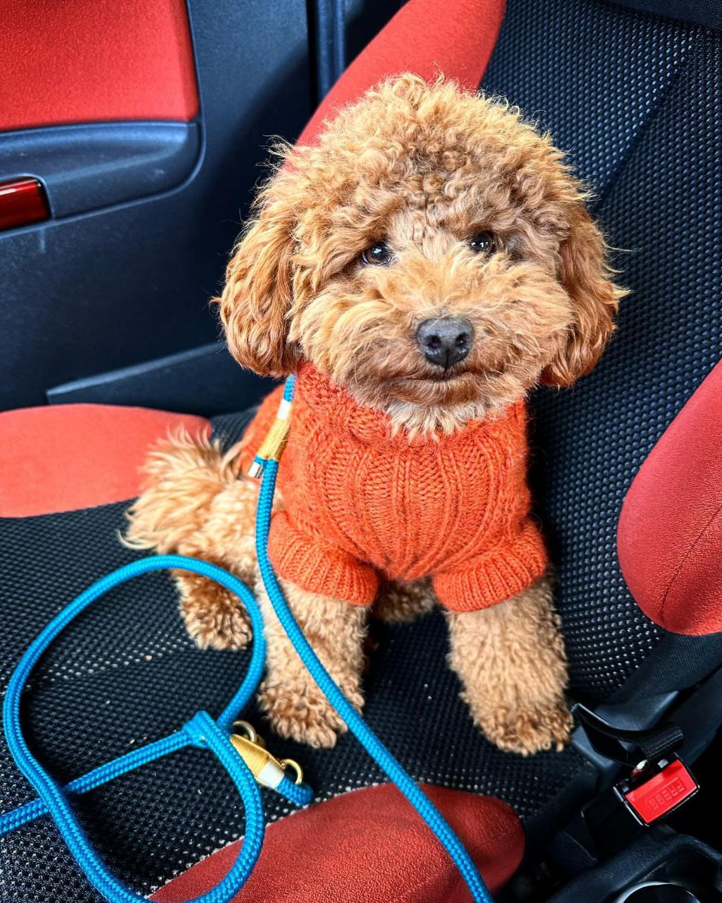 Rubble (Toy Poodle Puppy)