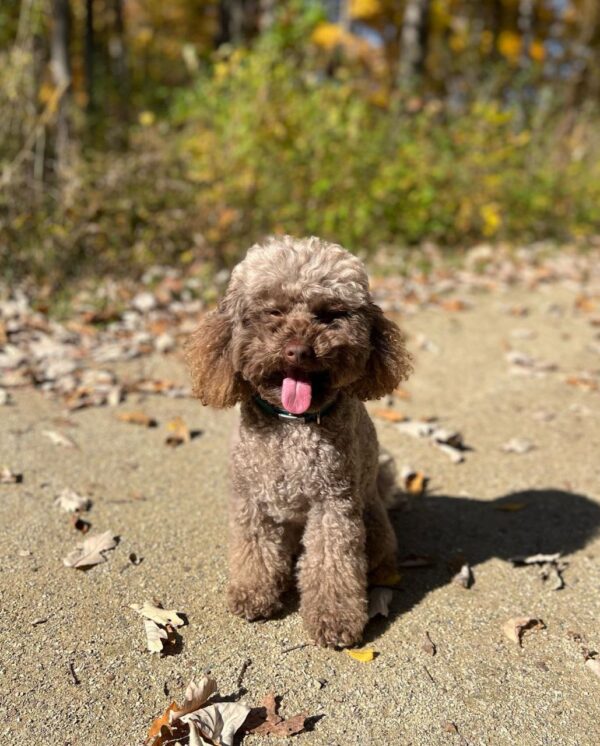 Dara (Toy Poodle Puppy) - Image 2