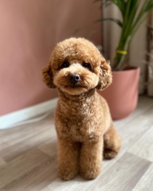 Jager (Toy Poodle Puppy) - Image 2