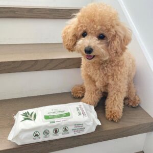 Darren (Toy Poodle Puppy)