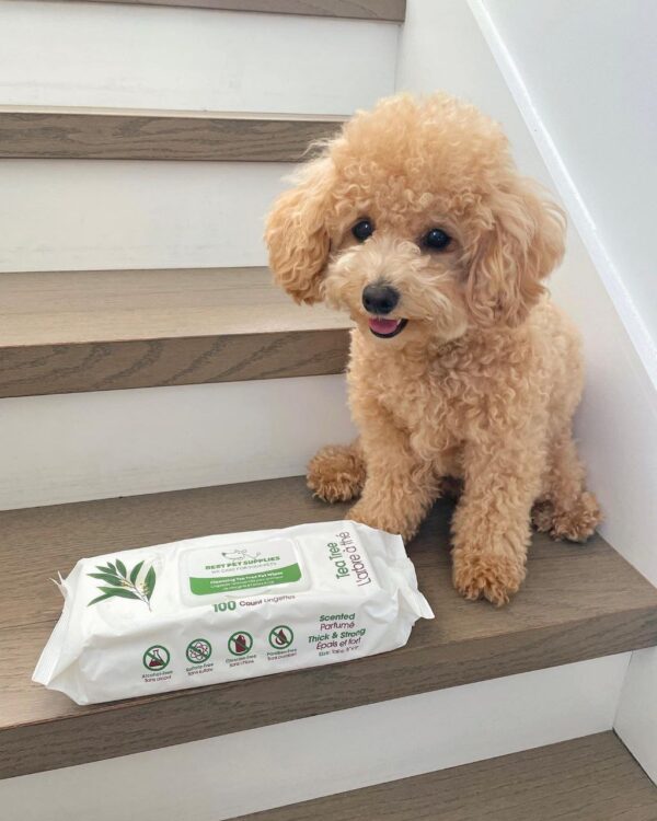 Darren (Toy Poodle Puppy)