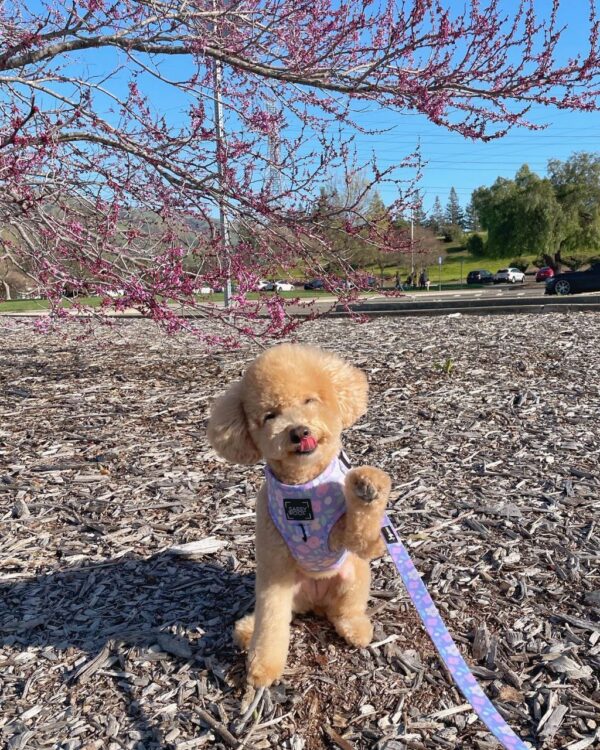 Carter (Toy Poodle Puppy) - Image 2