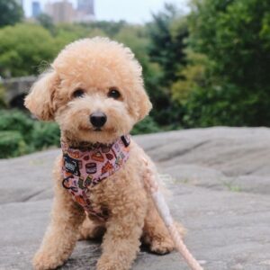 Kendra (Toy Poodle Puppy)