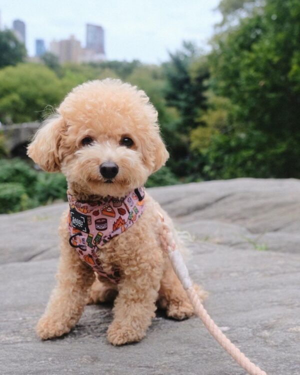 Kendra (Toy Poodle Puppy)