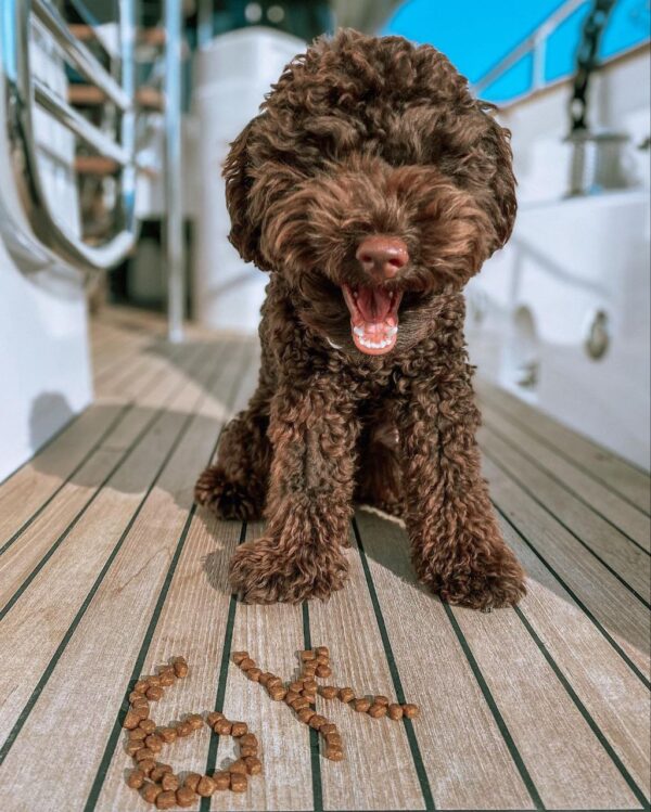 Carat (Toy Poodle Puppy) - Image 2