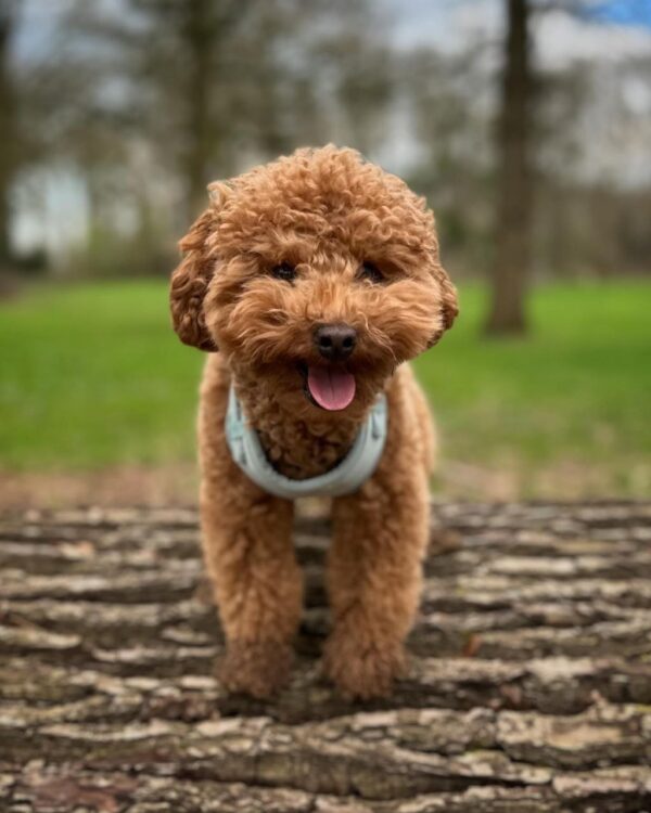 Rocky (Toy Poodle Puppy) - Image 2