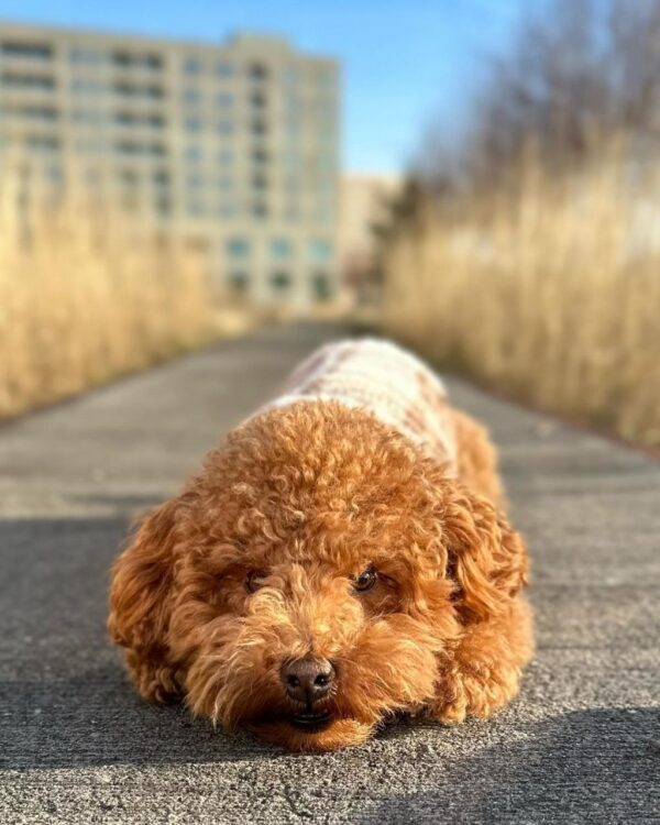 Kendrick (Toy Poodle Puppy) - Image 2