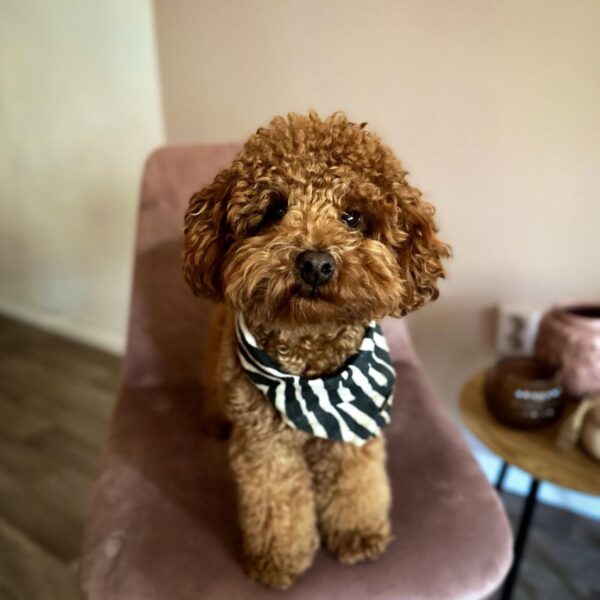 Rocky (Toy Poodle Puppy) - Image 2