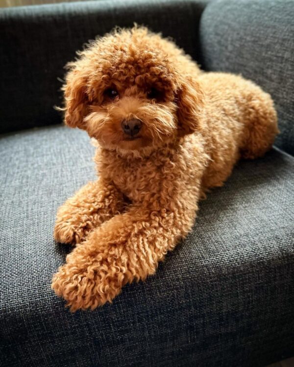 Gavin (Toy Poodle Puppy) - Image 2